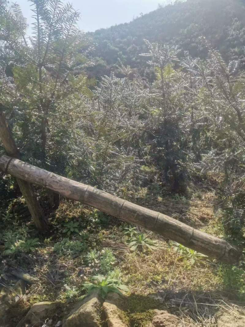 香榧苗