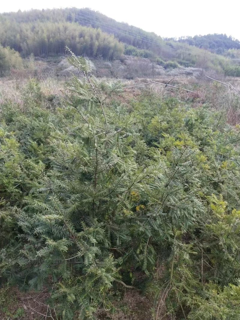 香榧苗