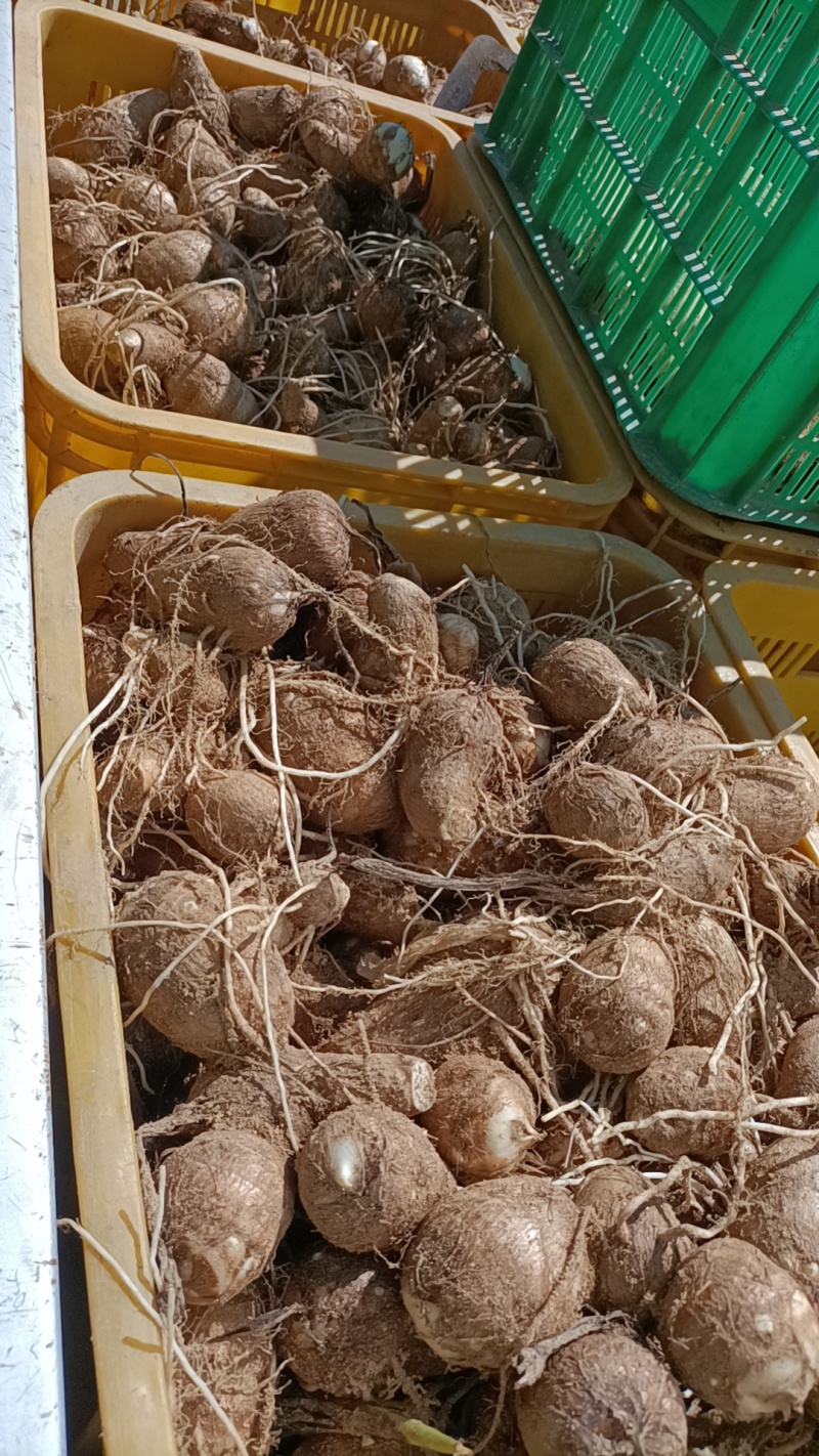 山东威海面芋头