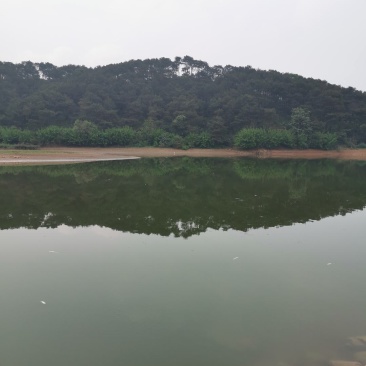 600亩水库，只给提供场地养鸭，可以养4万只