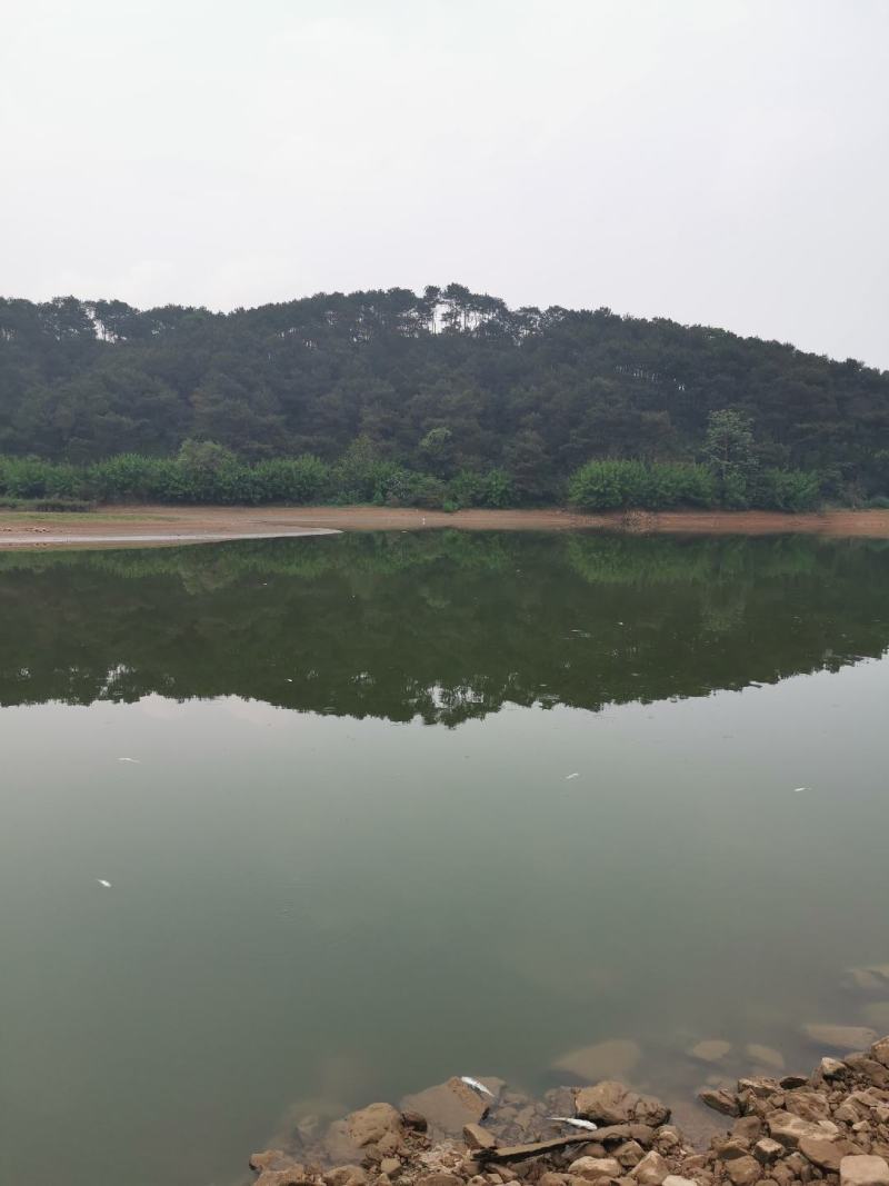 600亩水库，只给提供场地养鸭，可以养4万只