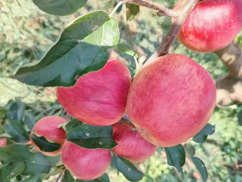 果园中成熟的美8苹果挂满枝头,呈现出红黄相间的诱人色泽 美8苹果果园实景