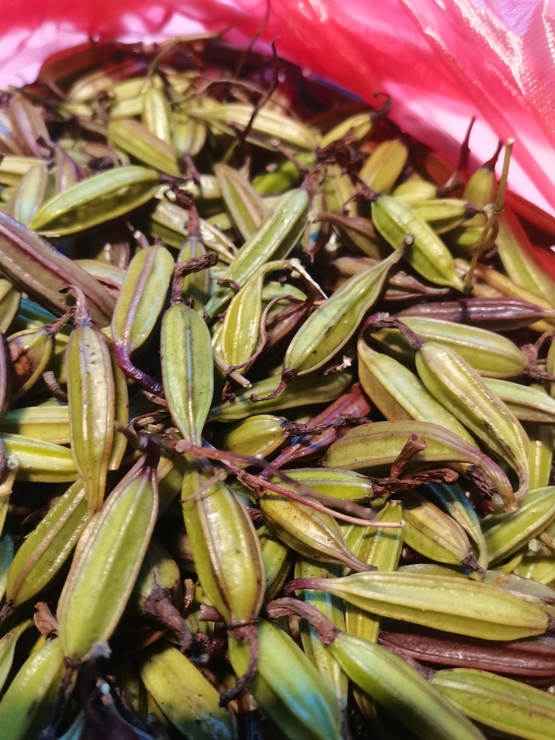 云南优质白芨种子紫花三叉白芨果荚种子基地直发提供育苗技术