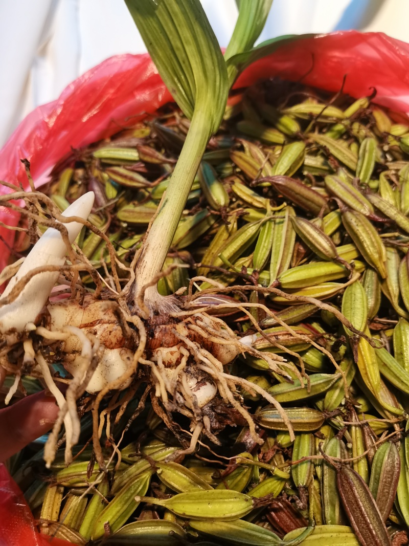云南优质白芨种子紫花三叉白芨果荚种子基地直发提供育苗技术