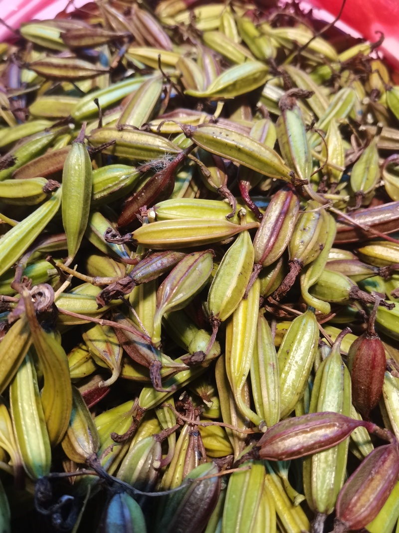 云南优质白芨种子紫花三叉白芨果荚种子基地直发提供育苗技术