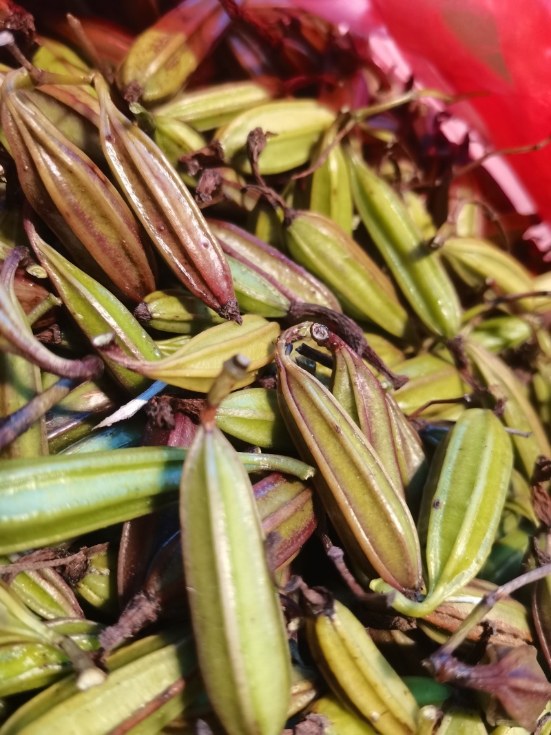 云南优质白芨种子紫花三叉白芨果荚种子基地直发提供育苗技术