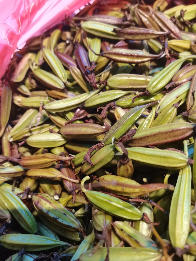 云南优质白芨种子紫花三叉白芨果荚种子基地直发提供育苗技术