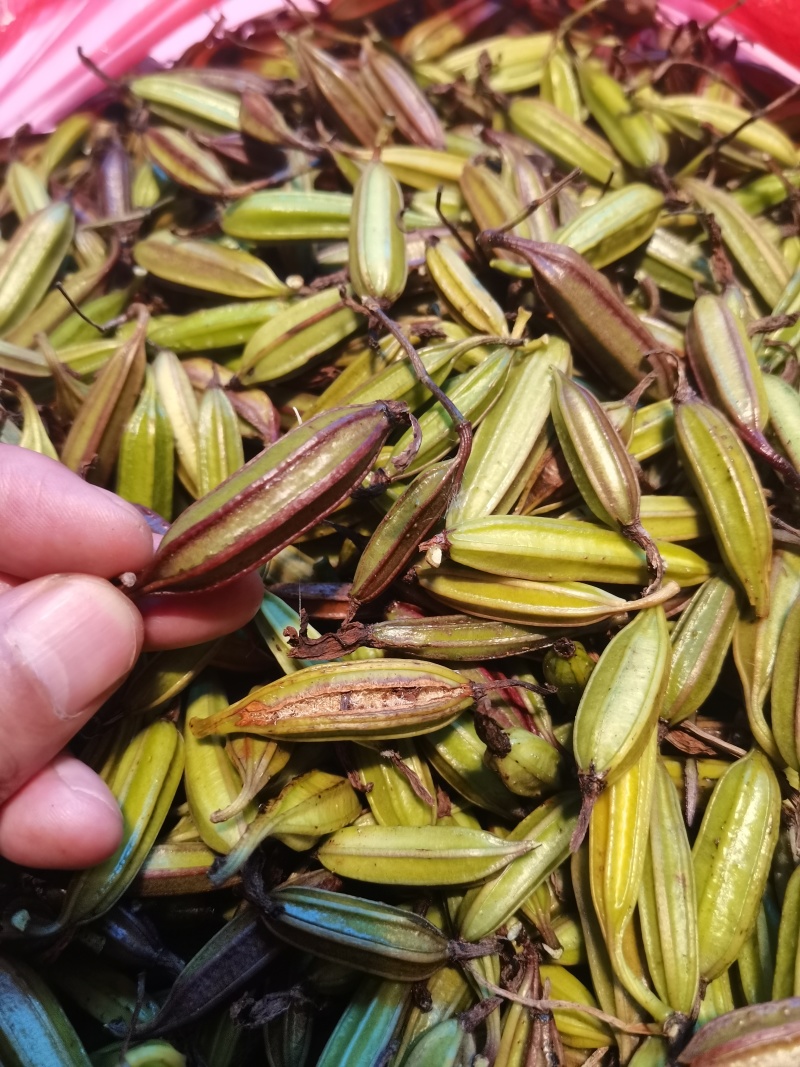云南优质白芨种子紫花三叉白芨果荚种子基地直发提供育苗技术