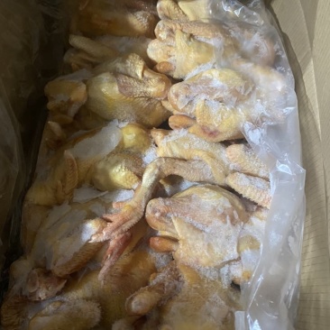 三黄鸡，黄油鸡，麻鸡，土二，土三。长期有货