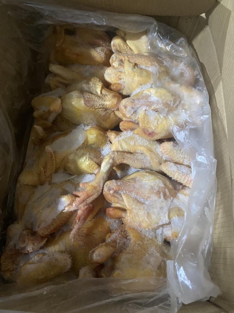 三黄鸡，黄油鸡，麻鸡，土二，土三。长期有货