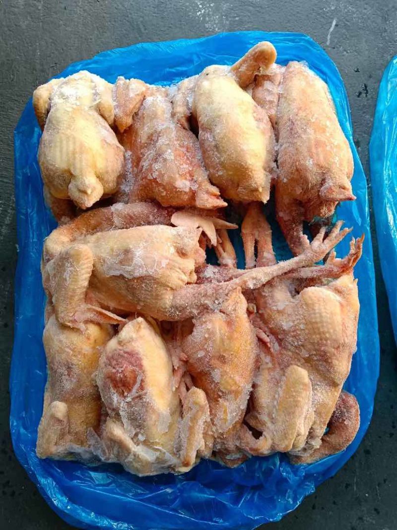 三黄鸡，黄油鸡，麻鸡，土二，土三。长期有货