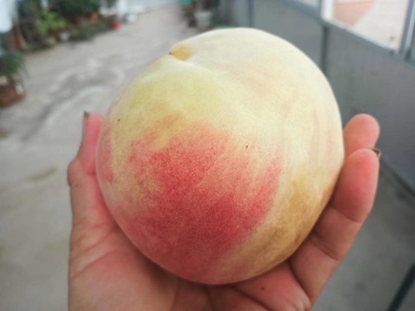 金秋红蜜桃切开展示果肉质地