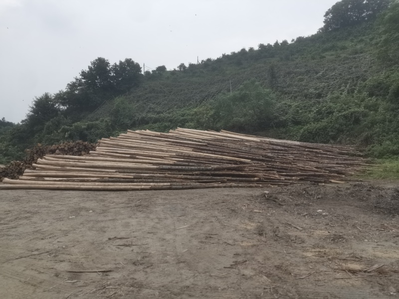 湖南香杉木精品木材产地货源无中间商保质保量全国发货