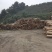 湖南香杉木精品木材产地货源无中间商保质保量全国发货