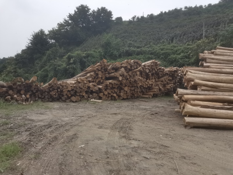 湖南香杉木精品木材产地货源无中间商保质保量全国发货