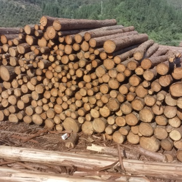 湖南香杉木精品木材产地货源无中间商保质保量全国发货
