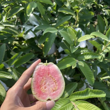 红心番石榴，好品质，看得见