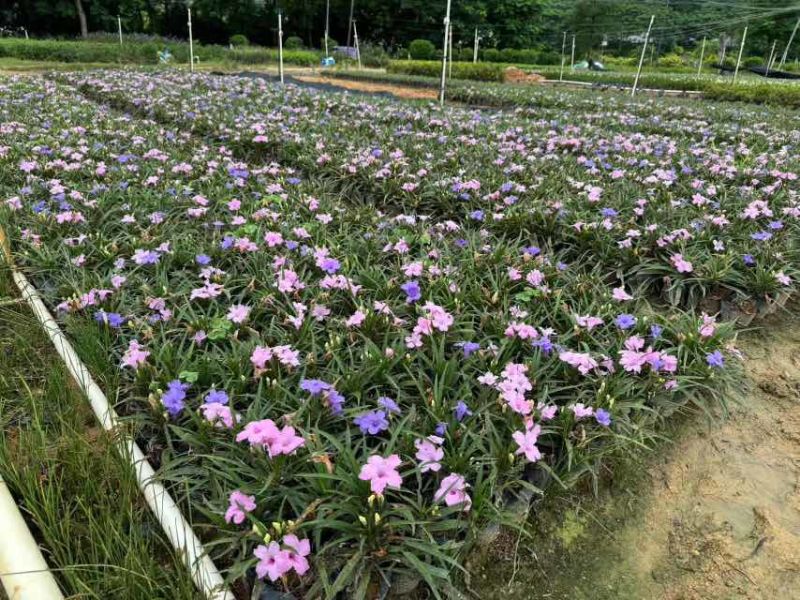 矮化芦莉7斤袋低价出售