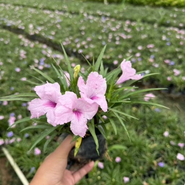 矮化芦莉7斤袋低价出售