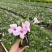 矮化芦莉7斤袋低价出售