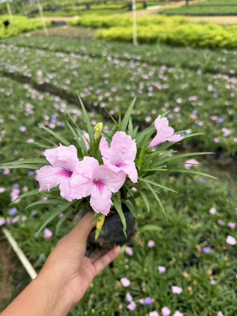 矮化芦莉7斤袋低价出售