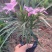 矮化芦莉7斤袋低价出售