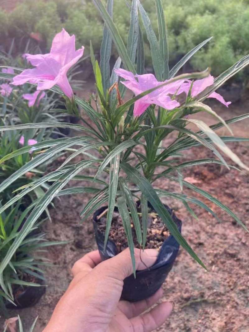 矮化芦莉7斤袋低价出售