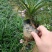 矮化芦莉7斤袋低价出售