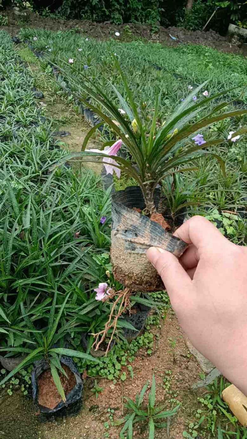 矮化芦莉7斤袋低价出售