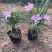 矮化芦莉7斤袋低价出售