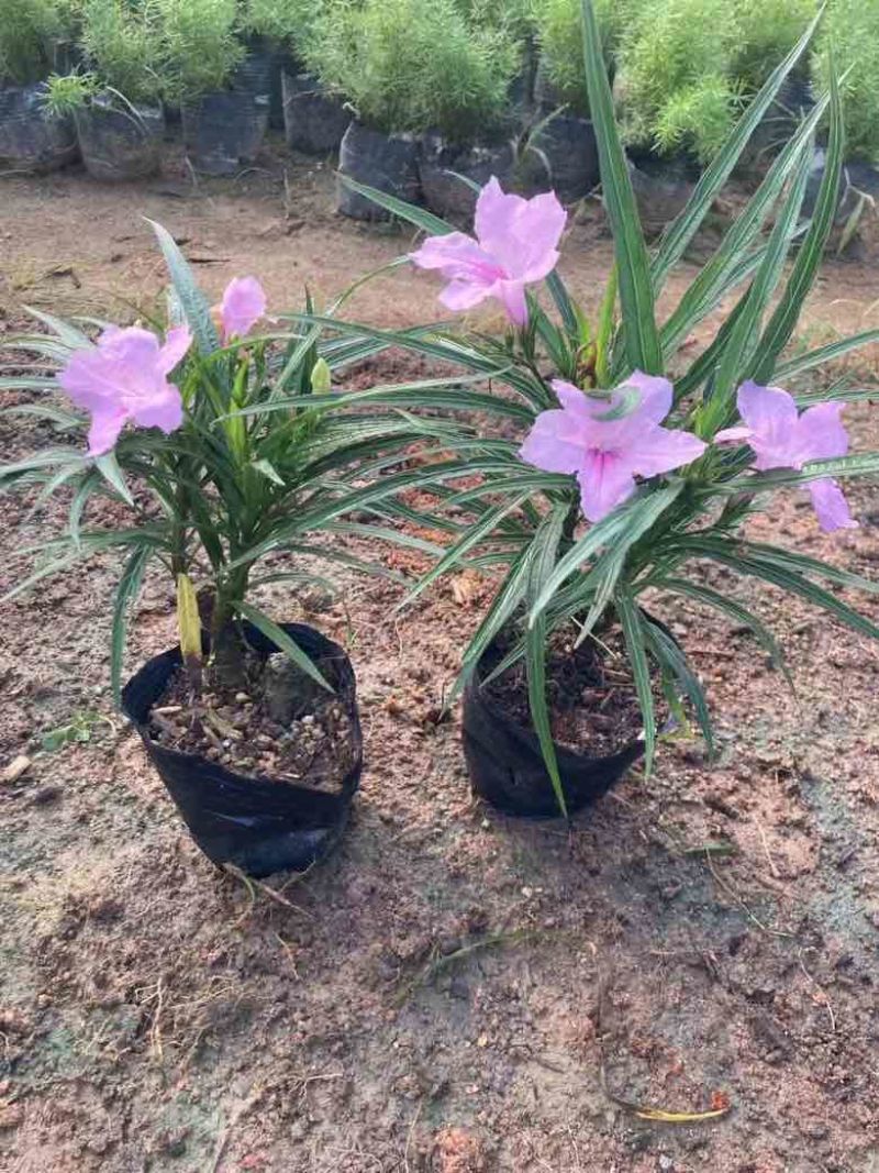 矮化芦莉7斤袋低价出售