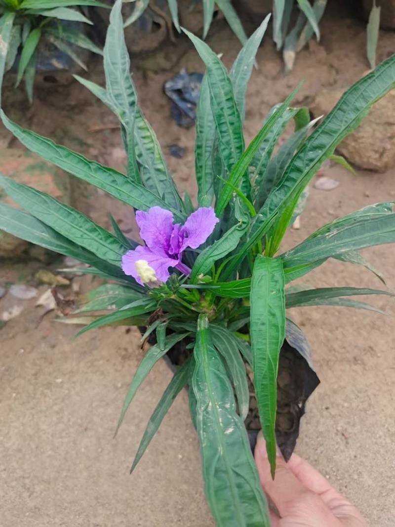 矮化芦莉7斤袋低价出售
