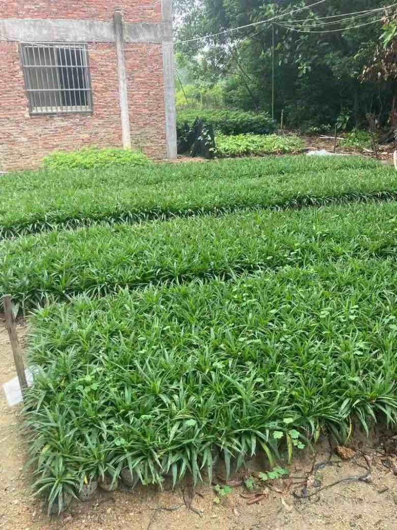 矮化芦莉7斤袋低价出售