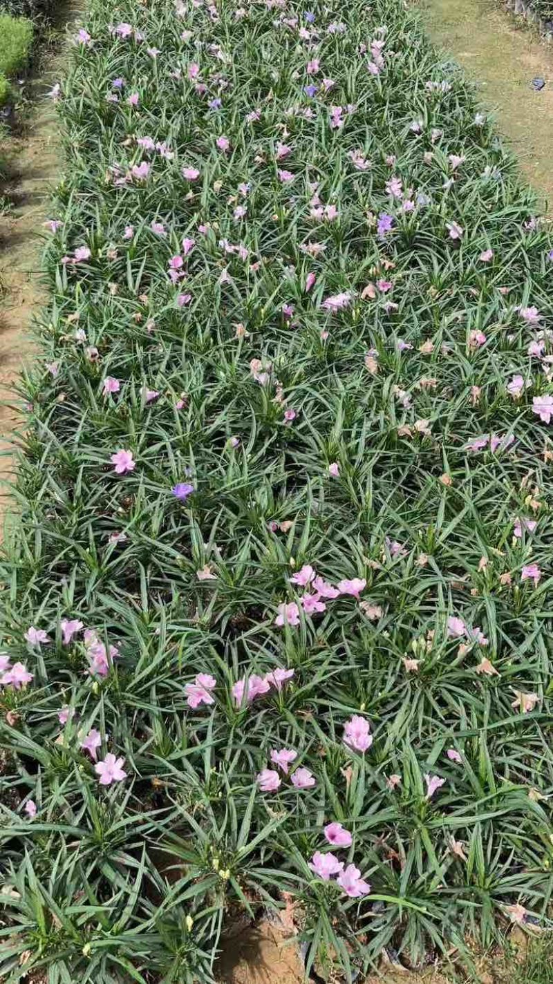 矮化芦莉7斤袋低价出售