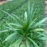 矮化芦莉7斤袋低价出售
