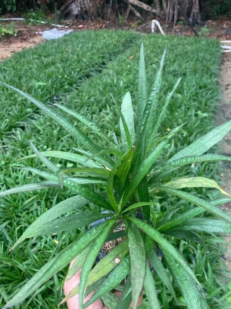 矮化芦莉7斤袋低价出售