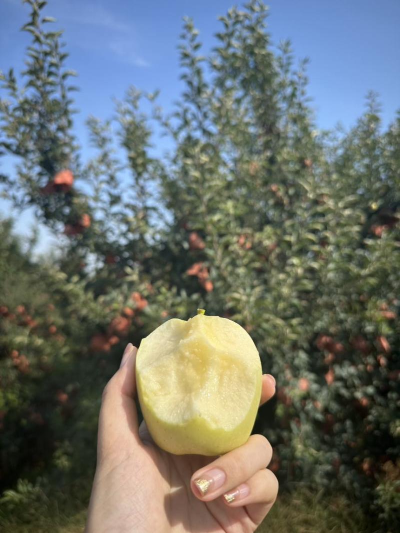 果园自采维纳斯黄金苹果，现摘现发……