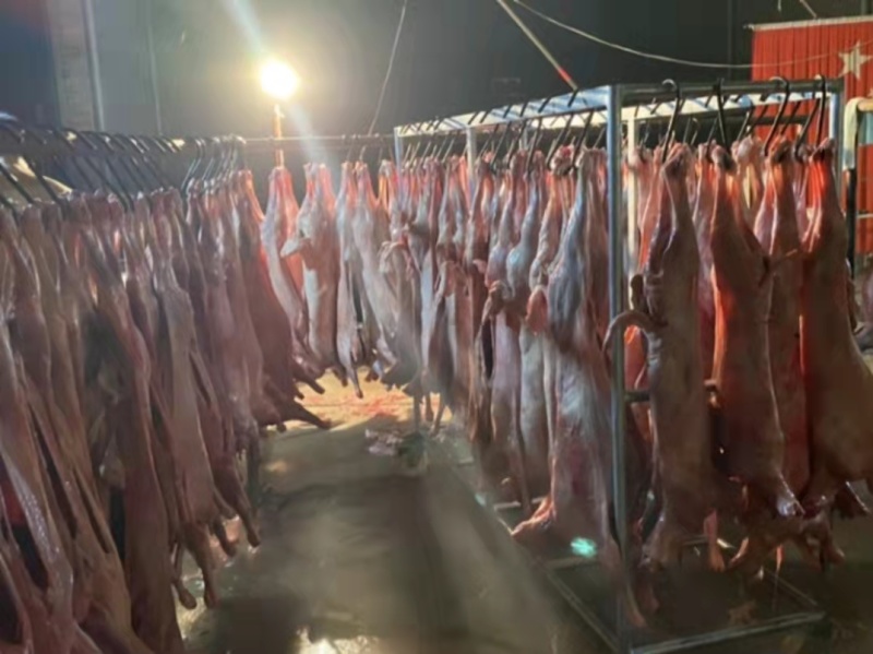 白条羊厂家直销量大从优