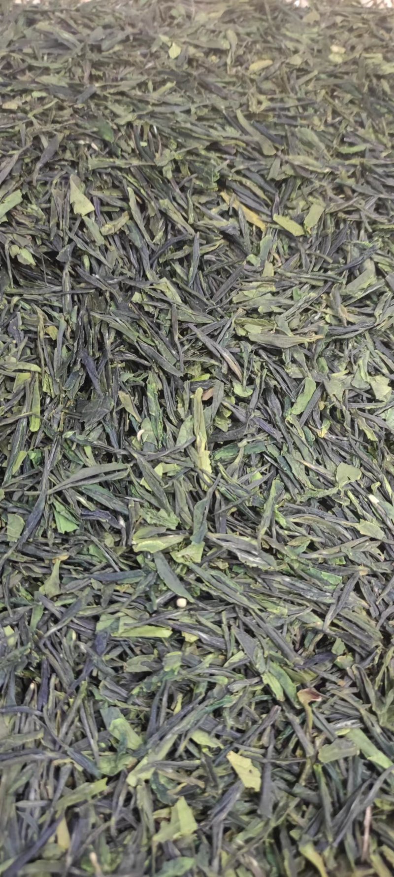 青岛崂山绿茶