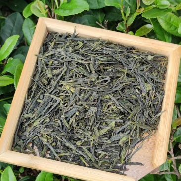青岛崂山绿茶