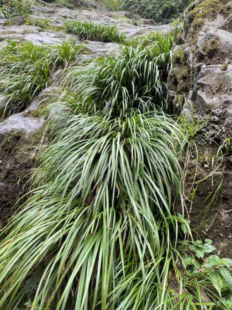 四川高山野生石菖蒲，主要卖鲜货，下雨晒不干，欢迎电话咨询