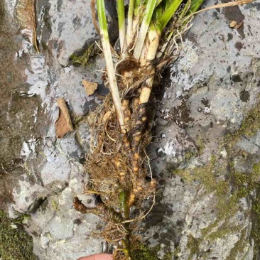 四川高山野生石菖蒲，主要卖鲜货，下雨晒不干，欢迎电话咨询