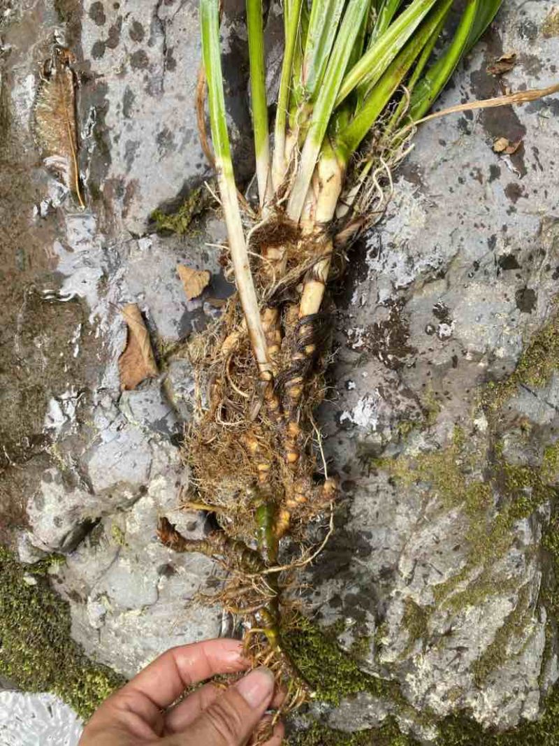 四川高山野生石菖蒲，主要卖鲜货，下雨晒不干，欢迎电话咨询