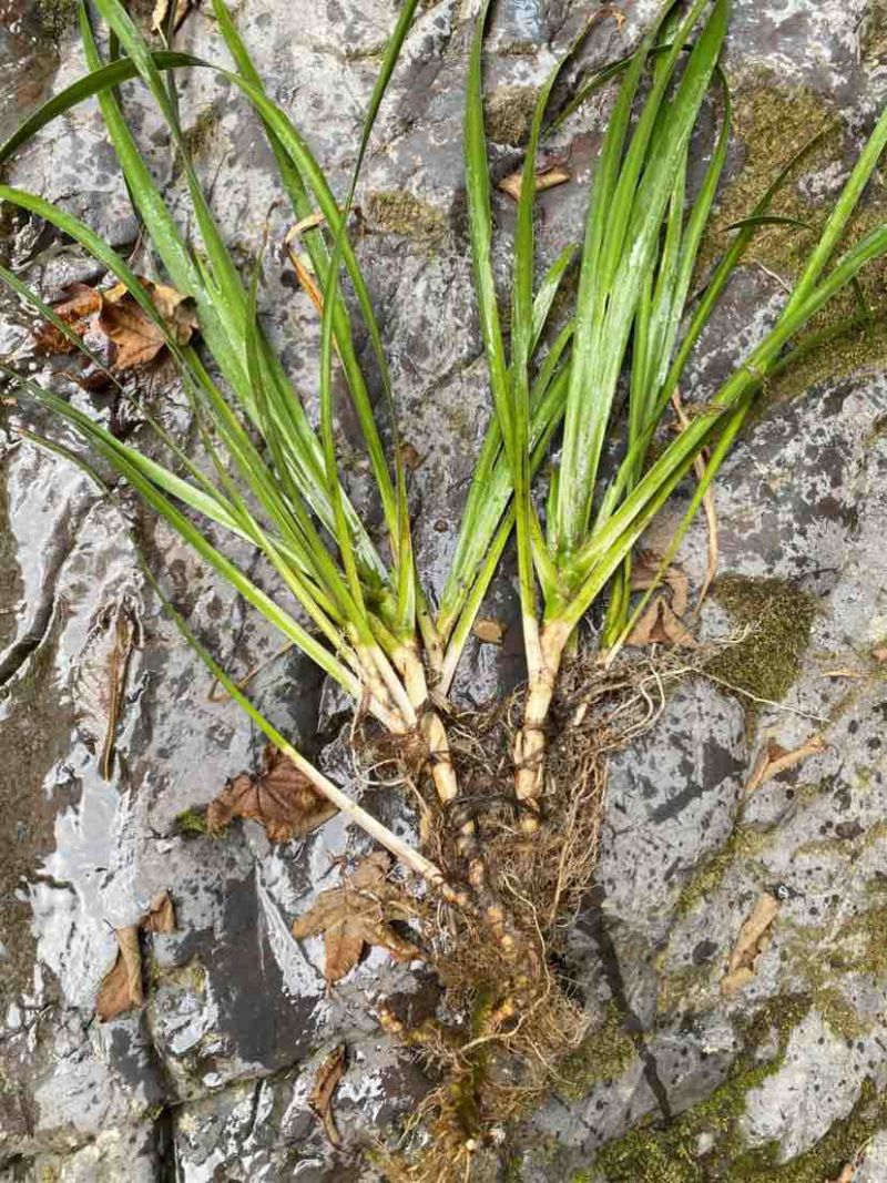 四川高山野生石菖蒲，主要卖鲜货，下雨晒不干，欢迎电话咨询