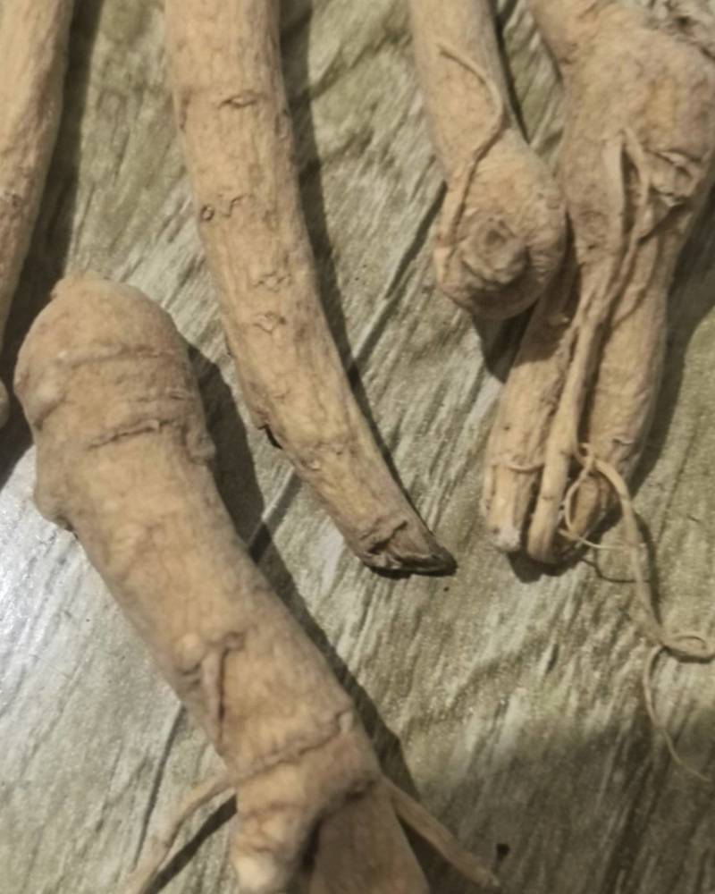 人参