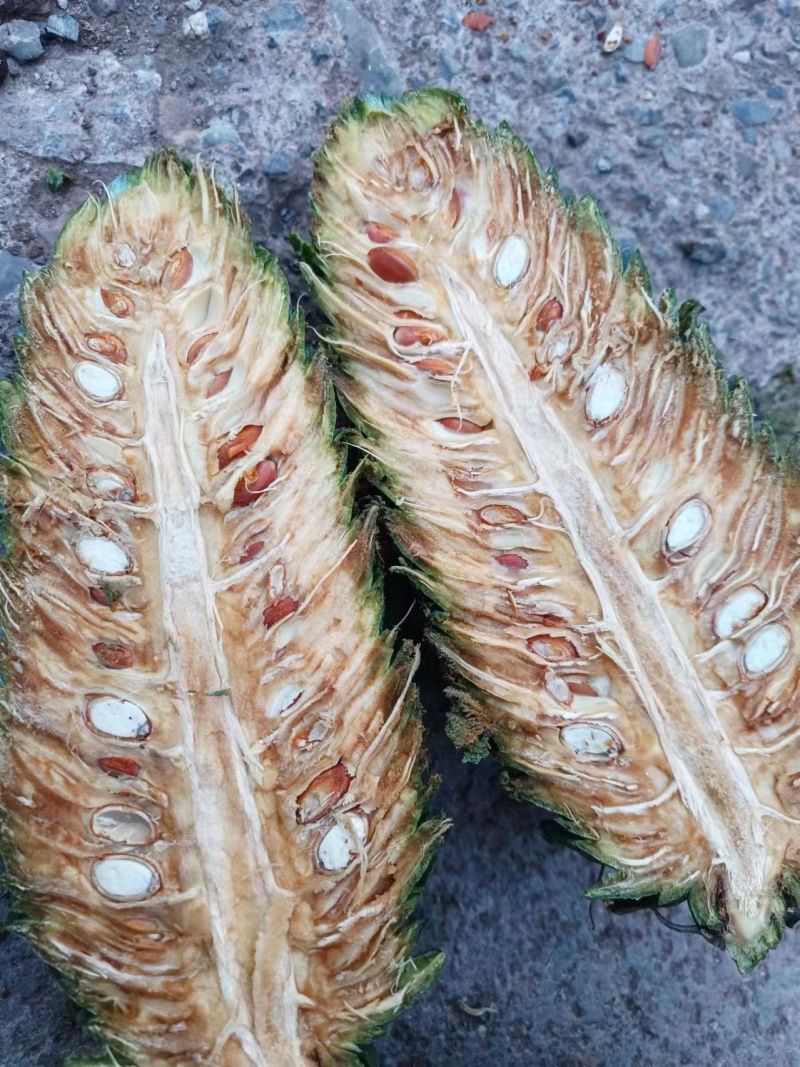 松果