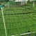 姬岩垂草。。。。。。。。。。。。。。。。。。。。。。。。。。