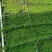 姬岩垂草。。。。。。。。。。。。。。。。。。。。。。。。。。