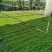 姬岩垂草。。。。。。。。。。。。。。。。。。。。。。。。。。