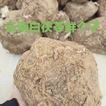 云南鲜茯苓个子大小都有量大从优欢迎来电咨询